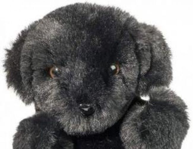 DOUGLAS 4438 LIL' BABY BLACK LAB