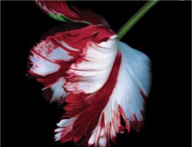 NEW MOON (TWILIGHT BOOK 2) by STEPHENIE MEYER