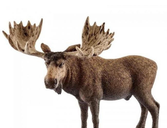 SCHLEICH MOOSE BULL